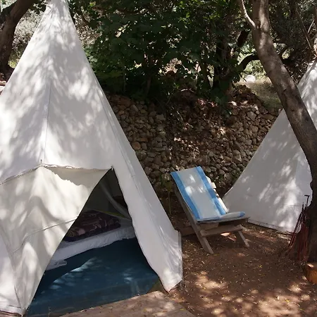 Shiva Camp 法拉尔雅